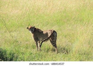cheetah