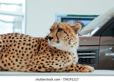 Cheetah