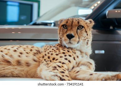 Cheetah