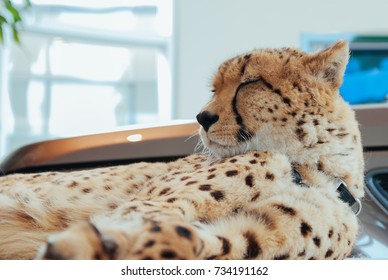 Cheetah