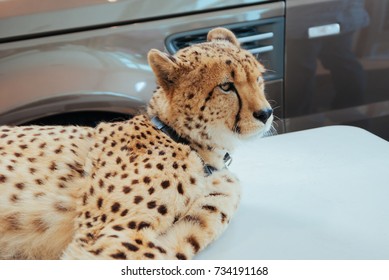 Cheetah