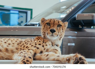 Cheetah