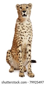 Cheetah, Acinonyx Jubatus, 18 Months Old, Sitting In Front Of White Background