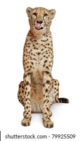 Cheetah, Acinonyx Jubatus, 18 Months Old, Sitting In Front Of White Background