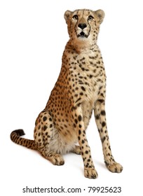 Cheetah, Acinonyx Jubatus, 18 Months Old, Sitting In Front Of White Background