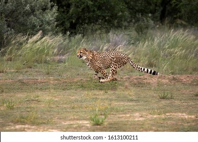 CHEETAH Acinonyx Jubatus, ADULT RUNNING, NAMIBIA  