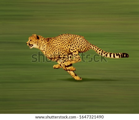 Cheetah, acinonyx jubatus, Adult running 