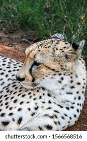 Cheetah, Acinonyx jubatus, close-up portrait in the Mokolodi Nature Reserve, Gaborone, Botswana. Vertical view. - Shutterstock ID 1566568516
