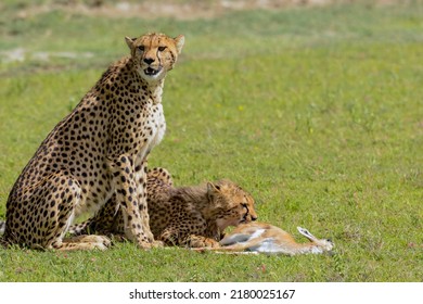 Cheetah (Acinonyx jubatus) female and cub with kill. Ngorongoro Conservation Area (NCA). Tanzania - Shutterstock ID 2180025167