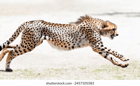 cheetah - Acinonyx jubatus - is a large cat and the fastest land animal. It has a tawny to creamy white or pale buff fur that is marked with  solid black spots. Running side profile view - Powered by Shutterstock