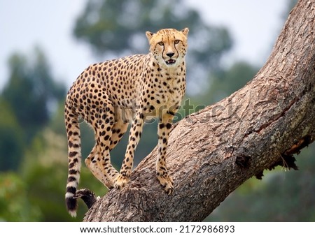 Cheetah (Acinonyx jubatus) is a large cat and native to Africa and central Iran. It is the fastest land animal, estimated to be capable of running at 80  to 128 kmh with the fastest reliably recorded