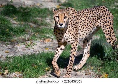 Cheetah (Acinonyx Jubatus) Nice Portrait