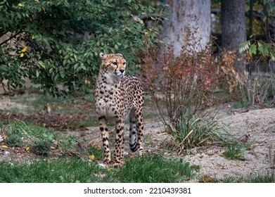 Cheetah (Acinonyx Jubatus) Nice Portrait