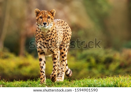 cheetah (Acinonyx jubatus) nice portrait
