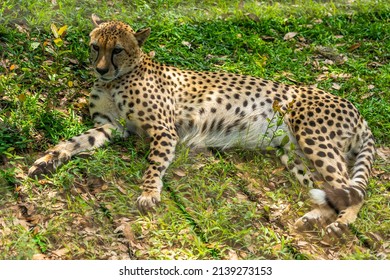 The Cheetah (Acinonyx Jubatus) On The Grass. Predatory Mammal Of The Cat Family. The Fastest Of All Land Mammals