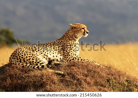 A cheetah (Acinonyx jubatus) on the Masai Mara National Reserve safari in southwestern Kenya.