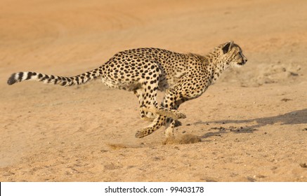 Cheetah (Acinonyx jubatus) running, South Africa