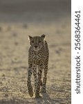 Cheetah (Acinonyx jubatus), subadult male, roaming in the dry and barren Auob riverbed, Kalahari Desert, Kgalagadi Transfrontier Park, South Africa, Africa