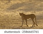 Cheetah (Acinonyx jubatus), subadult male, roaming in the dry and barren Auob riverbed, Kalahari Desert, Kgalagadi Transfrontier Park, South Africa, Africa