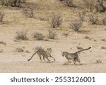 Cheetah (Acinonyx jubatus), two playful subadult males in the dry and barren Auob riverbed, Kalahari Desert, Kgalagadi Transfrontier Park, South Africa, Africa