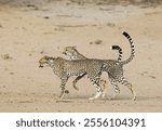 Cheetah (Acinonyx jubatus), two playful subadult males in the dry and barren Auob riverbed, Kalahari Desert, Kgalagadi Transfrontier Park, South Africa, Africa