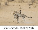 Cheetah (Acinonyx jubatus), two playful subadult males in the dry and barren Auob riverbed, Kalahari Desert, Kgalagadi Transfrontier Park, South Africa, Africa