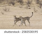 Cheetah (Acinonyx jubatus), two playful subadult males in the dry and barren Auob riverbed, Kalahari Desert, Kgalagadi Transfrontier Park, South Africa, Africa