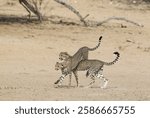 Cheetah (Acinonyx jubatus), two playful subadult males in the dry and barren Auob riverbed, Kalahari Desert, Kgalagadi Transfrontier Park, South Africa, Africa