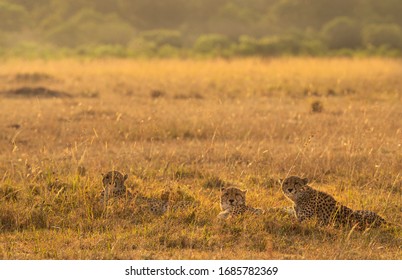 Cheetah From The African Savanah, Kenya 