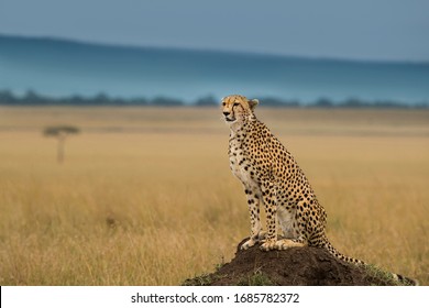 Cheetah From The African Savanah, Kenya 