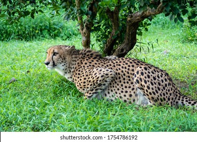 Cheetah Big Cat (latin: Acinonyx Jubatus) In The Grass Hunting And Waiting For Its Prey Under The Green Tree In Tanzania, Africa. Cheetah's Rock, Animal Conservation Centre On Zanzibar.