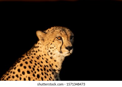 Cheetah With A Black Background