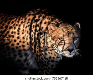 Cheetah, Black Background, Cat