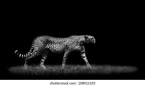 Cheetah In Black And White