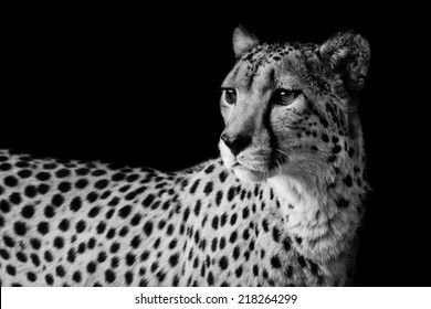 Cheetah In Black And White