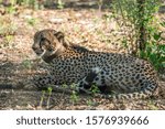 A cheetah in a boma before release in Majete National Park, Malawi.