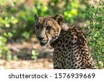 A cheetah in a boma before release in Majete National Park, Malawi.