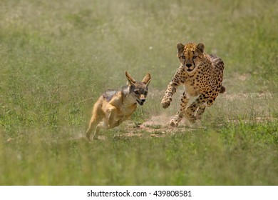 Cheetah Chasing Jackal