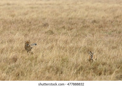 Cheetah Chasing A Thomson Gazelle