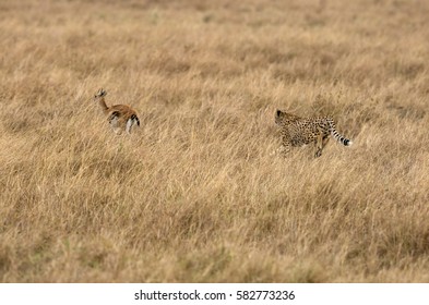 Cheetah Chasing  A Thomson Gazelle, Masai Mara