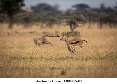 Cheetah Chasing Two Thomson Gazelle In Savannah