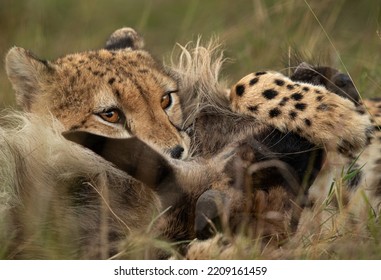 Cheetah Choking A Wildebeest, Masai Mara