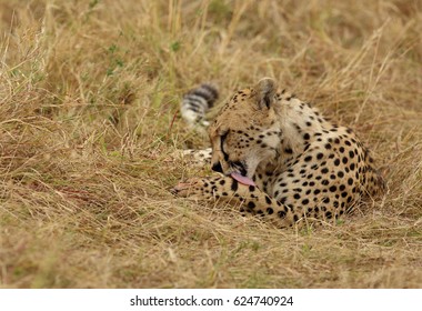 Cheetah Cleaning Blood Stain After Eating A Kill, Masai Mara 