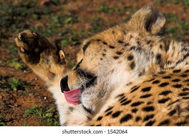 Cheetah Cleaning Its Paw