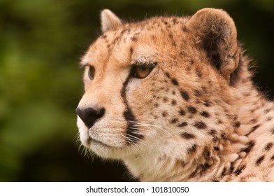 Cheetah Close Up