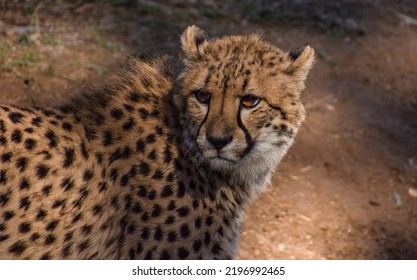 A Cheetah Close Up Portrait 