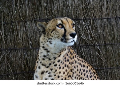 Cheetah Up Close In A Zoo