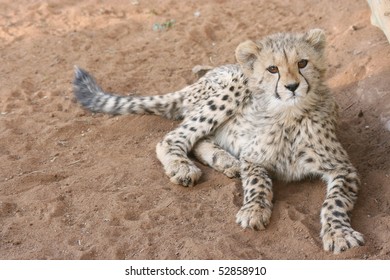 Cheetah Cub