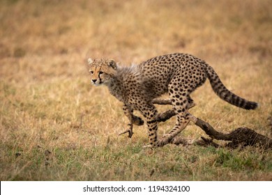 Cheetah Cub Jumping Over Log In Grass