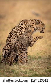 Cheetah Cub Nuzzles Mother And Lifts Paw